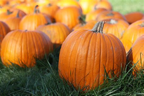 pumpkin  impressive health benefits