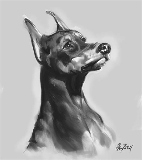 ArtStation - Doberman portrait