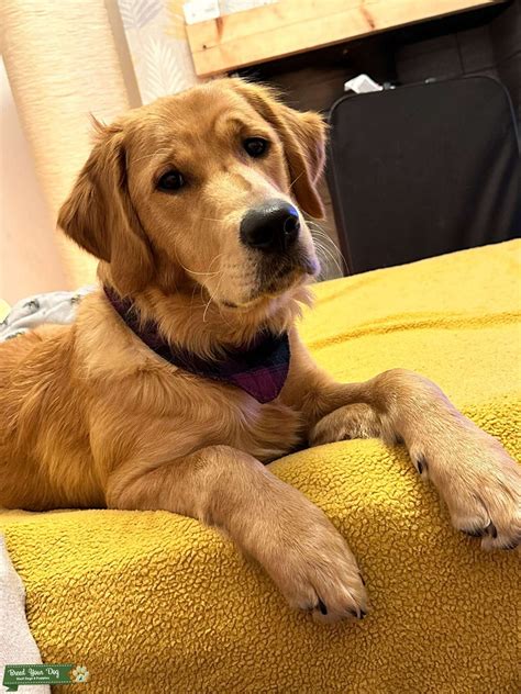 Golden retriever - Stud Dog in Stoke on trent, the United States