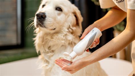 The Science of Dog Skin and Coat Health: A Groomer's Perspective ...