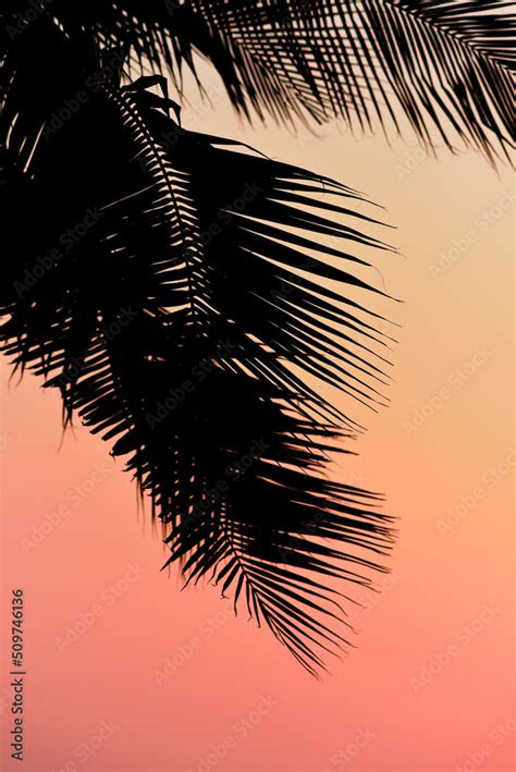 Silhouette of palm tree with sunset sky Stock Photo | Adobe Stock