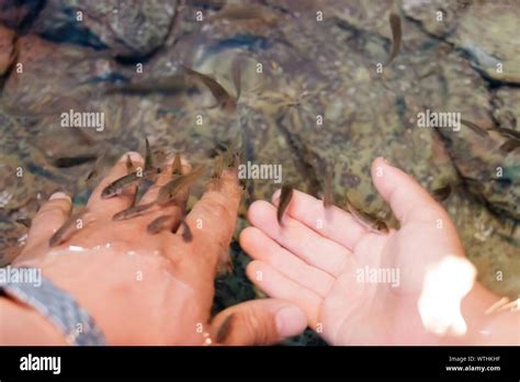 person touching fish high resolution stock photography  images alamy