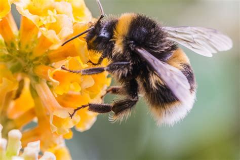 Planting for Pollinators! - Garden - The Plant Gallery New Orleans