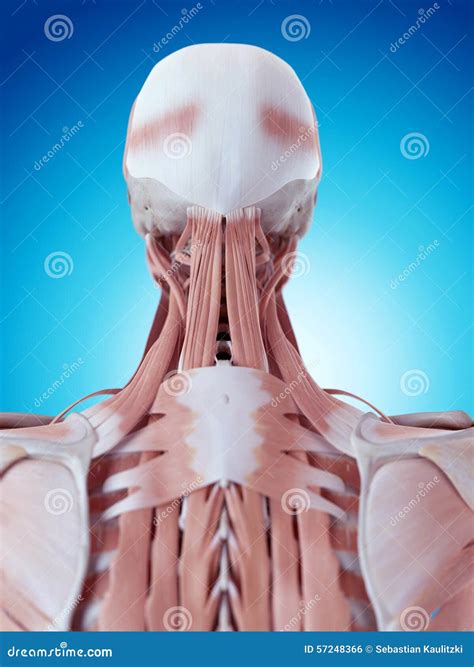 Neck Anatomy Front And Side View. Didactic Scheme Of Anatomy Cartoon