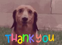 Thank You Funny Dog Stare Zoom In GIF | GIFDB.com