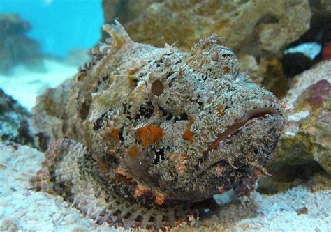 Stonefish | The Life of Animals