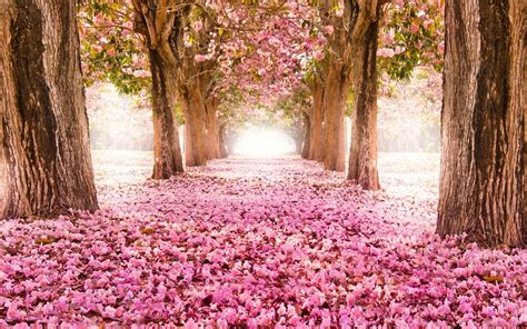 Фотографии сакуры | FotoRelax