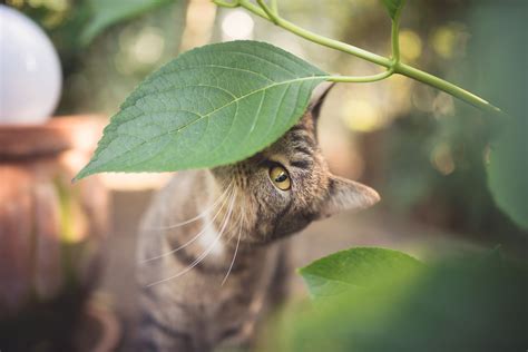 Are Amaryllis Poisonous To Cats And Dogs