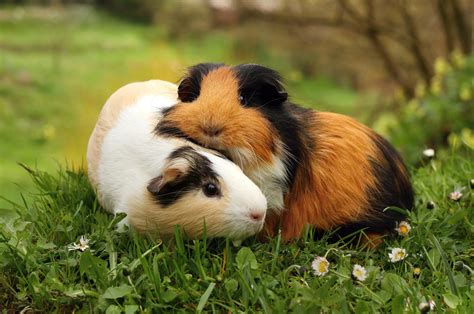 Five Reasons to Get Guinea Pigs | Small Pet Select