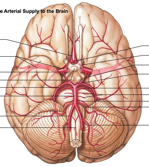 Arteries of the Brain Diagram | Quizlet