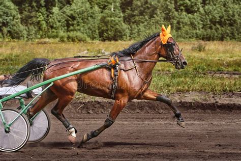 31,370 Speed Horse Photos - Free & Royalty-Free Stock Photos from ...
