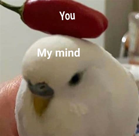 Are You Using Flirty Memes for Her Correctly? Take This Quiz! - 5mm52am