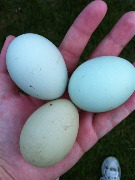 Ameraucana and Easter Egger eggs. I hope a couple of my girls lay eggs ...