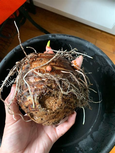 how to plant a elephant ear bulb