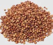 Milo Bird Seed 50# Sorghum – Agcare Products