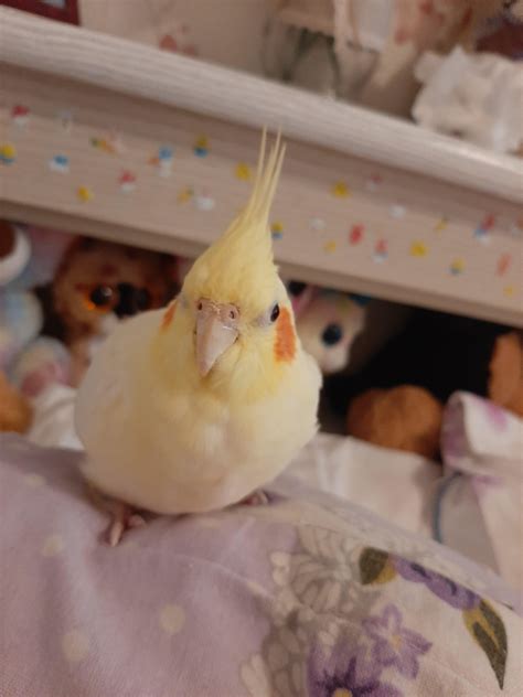 can cockatiel hyperactive easily 3