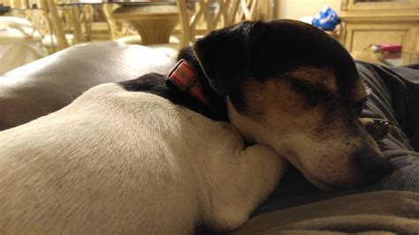 Why do you love your pet? : r/AskMen