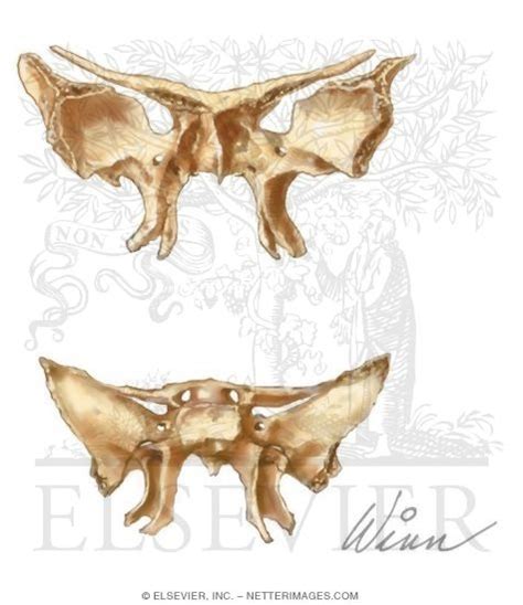 Bones of the Skull: Sphenoid Bone