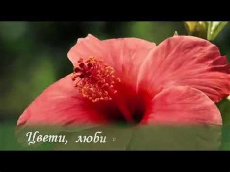 С Юбилеем, дорогая Светочка!!! - YouTube