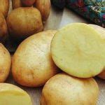 Сорт картофеля «Великан» – описание и фото