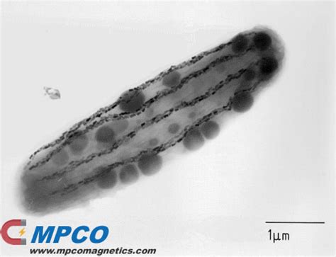 What Is Magnetotactic Bacteria? - MPCO Magnets