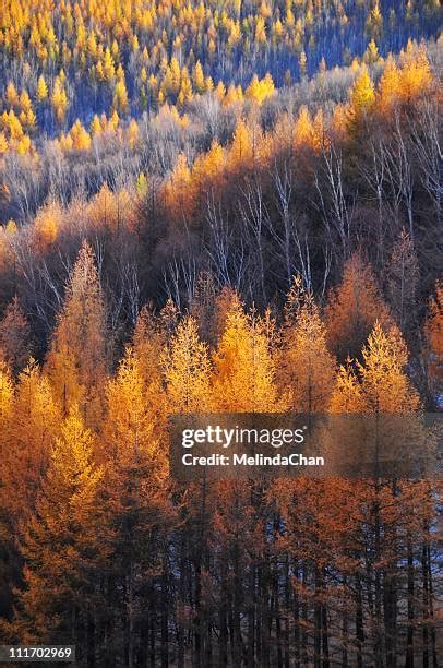 Yellow Pine Tree Photos and Premium High Res Pictures - Getty Images