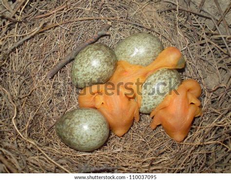 magpie babies eggs stock photo  shutterstock