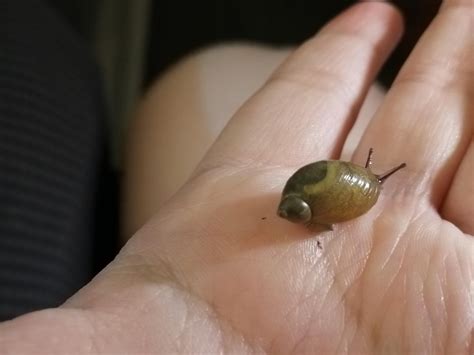 My little amber snail 🐌 : r/snails