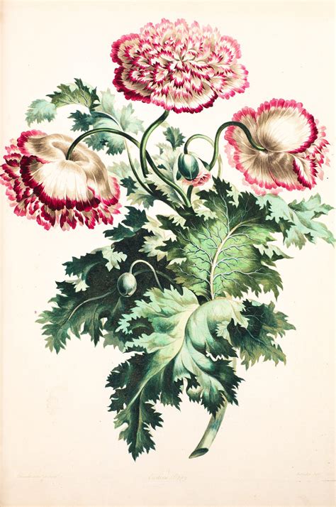 Edwards | A Collection of Flowers drawn from Nature, [1783-1798