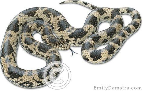 Northern Pine snake illustration – Emily S. Damstra – Emily S. Damstra