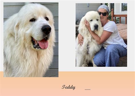 The breed standards - Buy a Pyrenees puppy