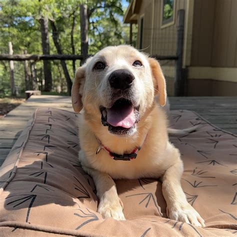 Dog for adoption - Brodie, a Great Pyrenees & Labrador Retriever Mix in Nashville, TN | Petfinder