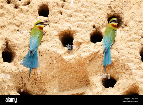 Beautiful Bee-eater bird, Blue-tailed Bee-eater (Merops phippinus) , back profile, standing at ...