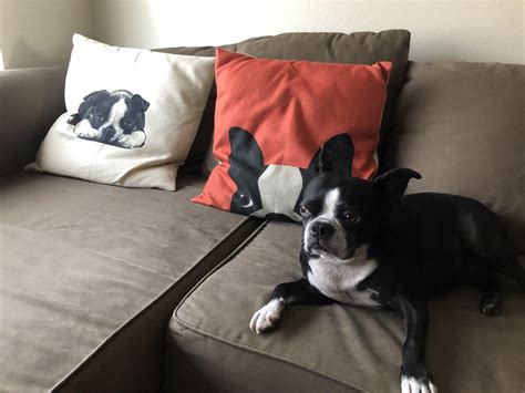 Obsessed with Boston Terriers? Who, me? : r/BostonTerrier