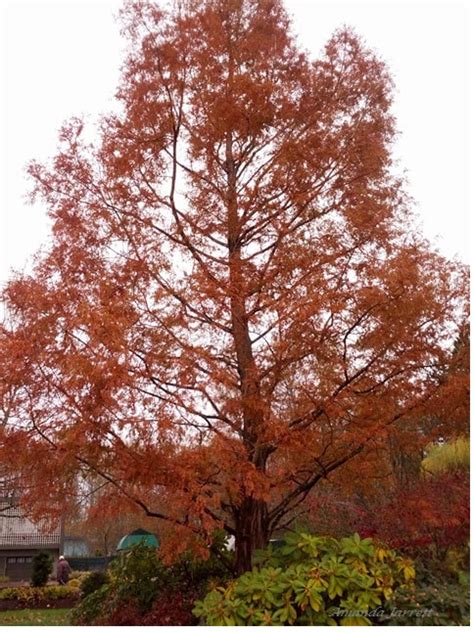 dawn redwood  garden websitecom