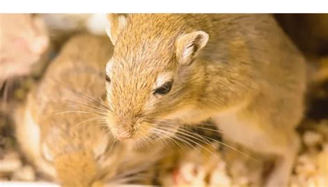 7 Key Differences: Gerbils vs. Hamsters [How to CHOOSE] – HowToAnimal