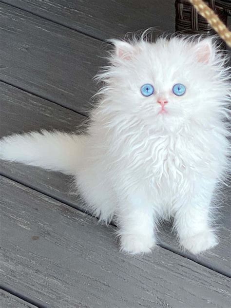 Download Amusing Persian Cat Picture | Wallpapers.com