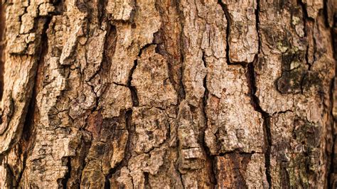 repair  damaged tree trunk angi