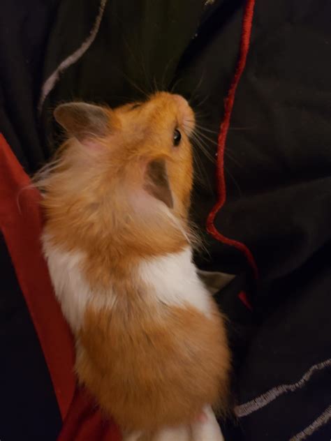 long hair hamsters 1