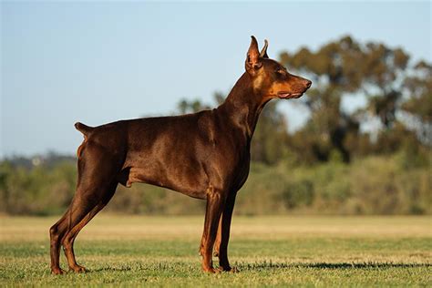 doberman pinscher   breed   lifestyle