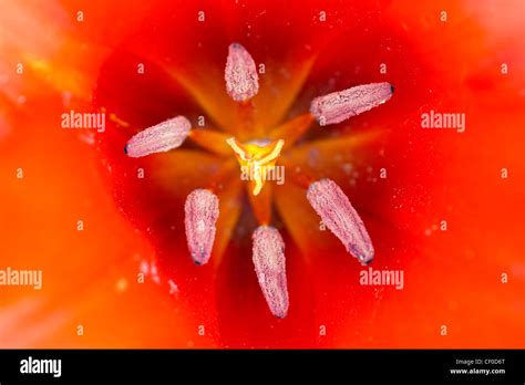 bloom - tulip Stock Photo - Alamy