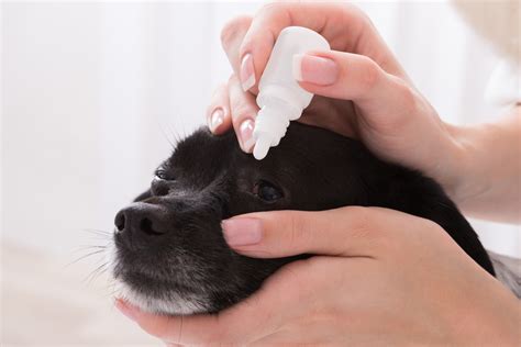 Dog Eye Discharge Home Remedy Treatment - Pretty Pets Kennel