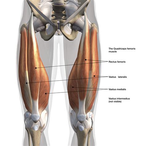 les quadriceps anatomie  musculation blog eric favre sport