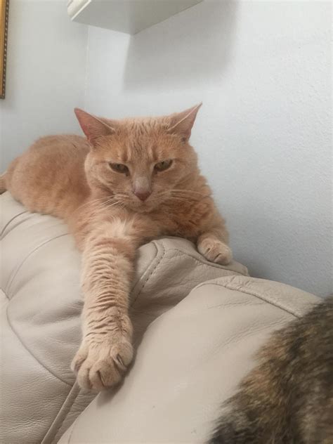 Arm outstretched ginger cat 🐈 : r/catpictures