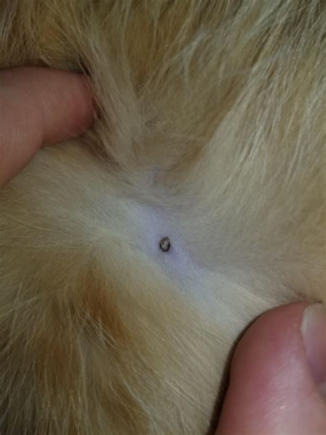 Is this a tick on my cat? : r/cats