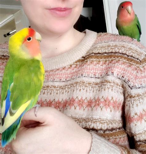 hanging    fruit puffs rlovebirds