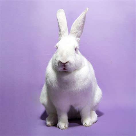 Kellie the Sassy Rabbit | Humane Society of Southern Arizona