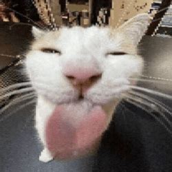 Forbidden Cat Noir Scenes-NSFW Gallery