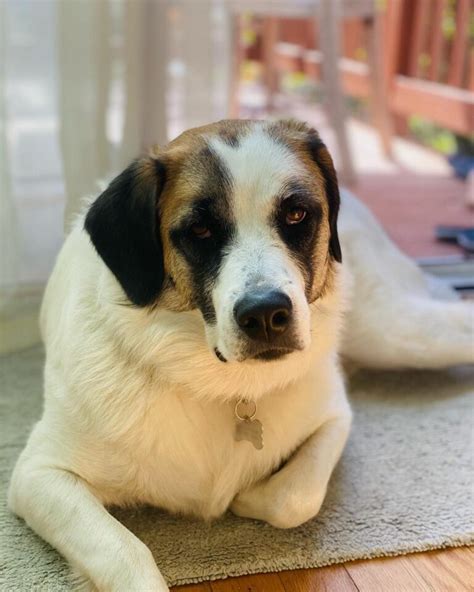 meet  saint bernard mixes  list  heavenly good boys