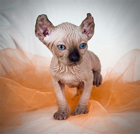Sphynx Cats for Sale | Sphynx Kitten Breeder| Purrxotics